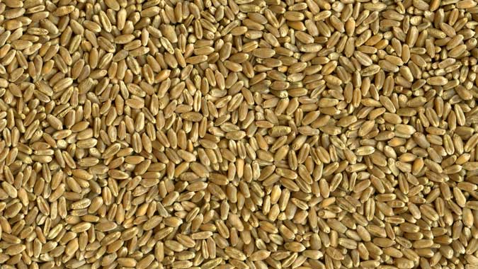 Фото 5. Семена озимой пшеницы – Озимый элитный канадский сорт CANMOR