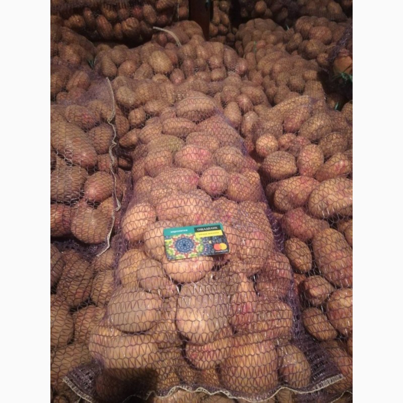 Фото 4. Продажа товарного картофеля