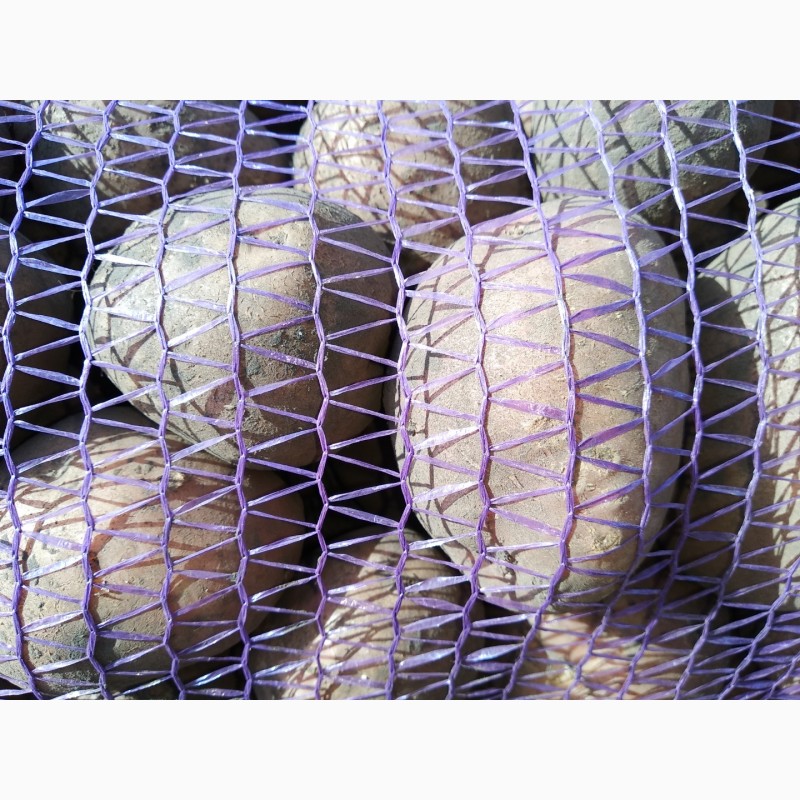 Фото 2. Продам картоплю сорту Білароса