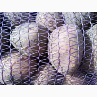 Продам картоплю сорту Білароса