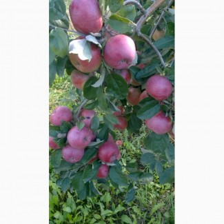 Продам яблука Спартан, Монтуан з власного саду, дуже якісні))
