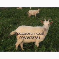 Продаются козы