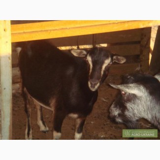 Продаются козы Тоггенбургской породы