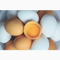 Продам яйца куриные от производителя. Крупный, мелкий опт