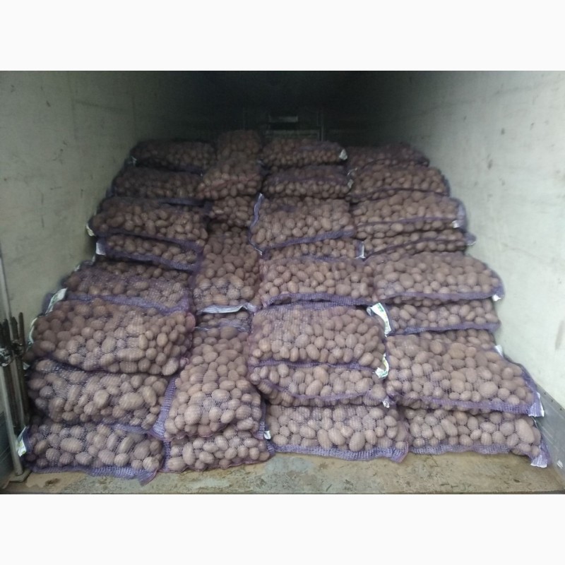 Фото 4. Продам картоплю гарної якості! Привезену з Бфлорусії
