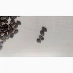 Семена арбуза АУ “Продюсер” от производителя со всхожестью 98%. Гарантия качества
