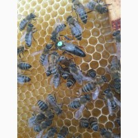 Продам бджоломатки Карпатської популяції у 2021р