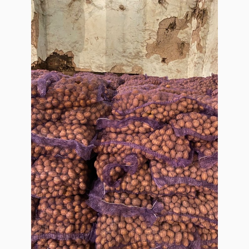 Фото 2. Продам семенной картофель: Королева Анна, Гала, Ривьера, Беларосса, Гранада. Посадочная