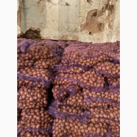 Продам семенной картофель: Королева Анна, Гала, Ривьера, Беларосса, Гранада. Посадочная