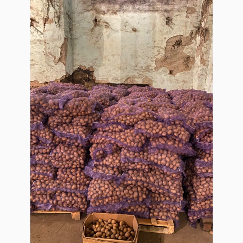 Фото 3. Продам семенной картофель: Королева Анна, Гала, Ривьера, Беларосса, Гранада. Посадочная