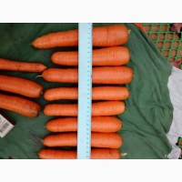 Овощи картофель, лук, морковь, капуста