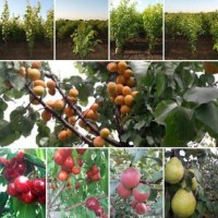 Саджанці плодових дерев, Фундук, Грецькі горіхи та багато іншого