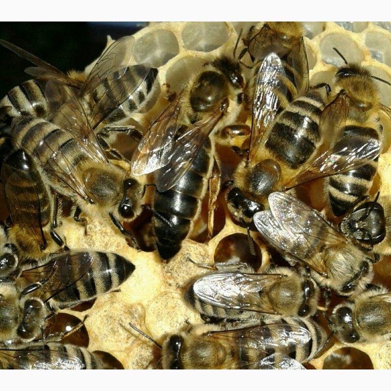 Фото 3. ПРОДАМ СЕЛЕКЦІЙНІ бджолині матки( торг)Карпатки 2024