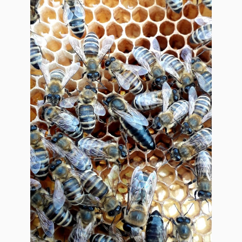Фото 4. ПРОДАМ СЕЛЕКЦІЙНІ бджолині матки( торг)Карпатки 2024