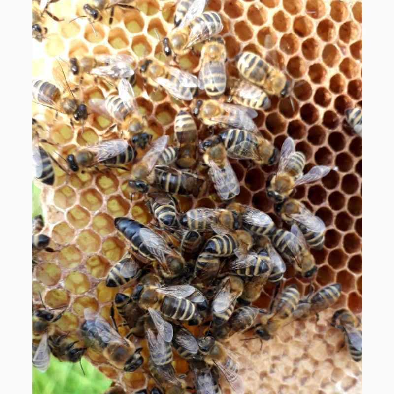Фото 5. ПРОДАМ СЕЛЕКЦІЙНІ бджолині матки( торг)Карпатки 2024