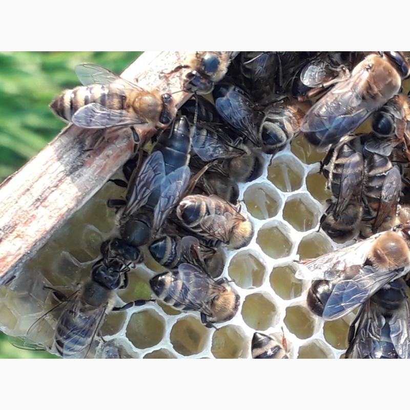 Фото 6. ПРОДАМ СЕЛЕКЦІЙНІ бджолині матки( торг)Карпатки 2024
