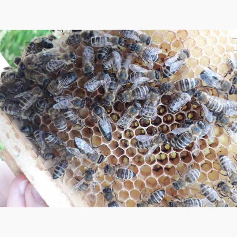 Фото 7. ПРОДАМ СЕЛЕКЦІЙНІ бджолині матки( торг)Карпатки 2024