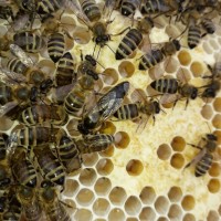 ПРОДАМ СЕЛЕКЦІЙНІ бджолині матки( торг)Карпатки 2023