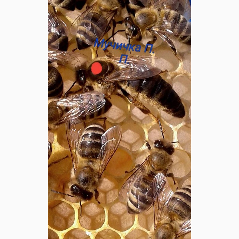 Фото 2. ПРОДАМ СЕЛЕКЦІЙНІ бджолині матки( торг)Карпатки 2024