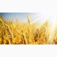 Продам посівний матеріал пшениці Октава Одеська 1 реп-ція