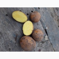 Продам Картошку отличное качество. Сорт Конненкт, картофель 6. 5