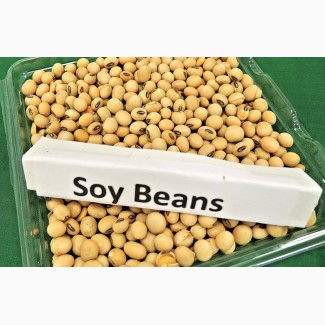 Продам Сою/ SoyBean / Протеин 38-43 min / Бразилия / Аргентина / США