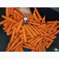 Продам морковь (мытая, шлифованная)