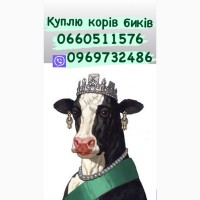 Цех закупит коров Быков баранов любой породы ярок!!! цена высокая
