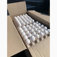 Яйця курячі C0-C1