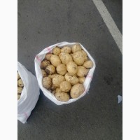 Продам молоду картоплю сорт Ривьера