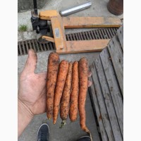 Продам Моркву нестандарт, є 200 тонн