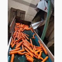Продам морковь польскую мытую в мешках по 15 кг
