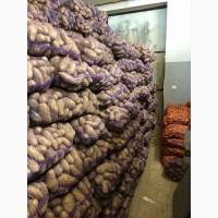 Продам товарный картофель сорт Королева Анна, Ривьера, Коломбо, Гранада