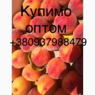 Купляємо персик 2024 від 10 тон, на заморозку доставка самовивіз, потрібно 200т в місяць