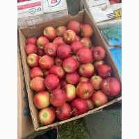 Продам яблука Принц, Ред-Чіф, Фуджі