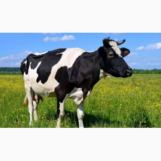 Корови, телята, ВРХ (велика рогата худоба)