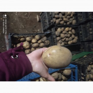 Продам товарну картоплю