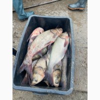 Продам рибу толстолоб є великі об#039;єми