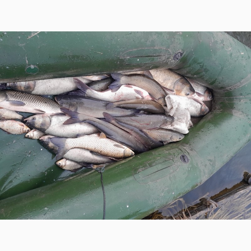 Фото 2. Продам рибу толстолоб є великі об#039;єми
