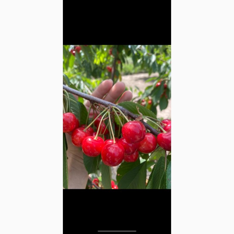 Фото 19. Продам саджанці плодових дерев та кущів, а також декоративних рослин