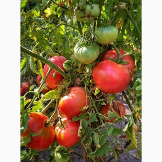 Доставимо томат другого сорту на заводи заморозки і переробки