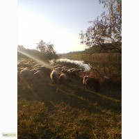 Романовские овцы, бараны