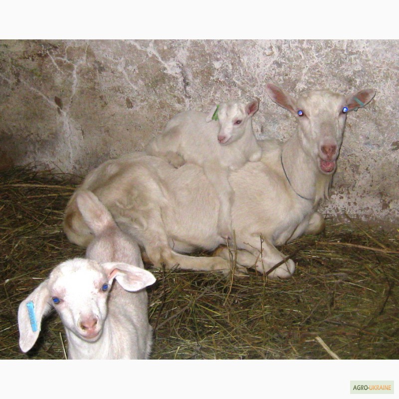 Фото 5. Продам козлят зааненской и полунубийской породы на племя