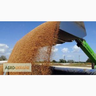 Услуги зерновоза для перевозки зерна пшеницы, кукурузы, овса по всей теретории Украины
