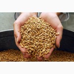 Услуги зерновоза для перевозки зерна пшеницы, кукурузы, овса по всей теретории Украины