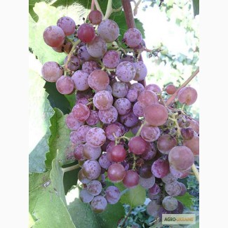 Продаю саджанці винограду Піфос, Вінниця