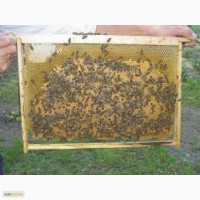 В продаже. пчелопакет Украинская Степная