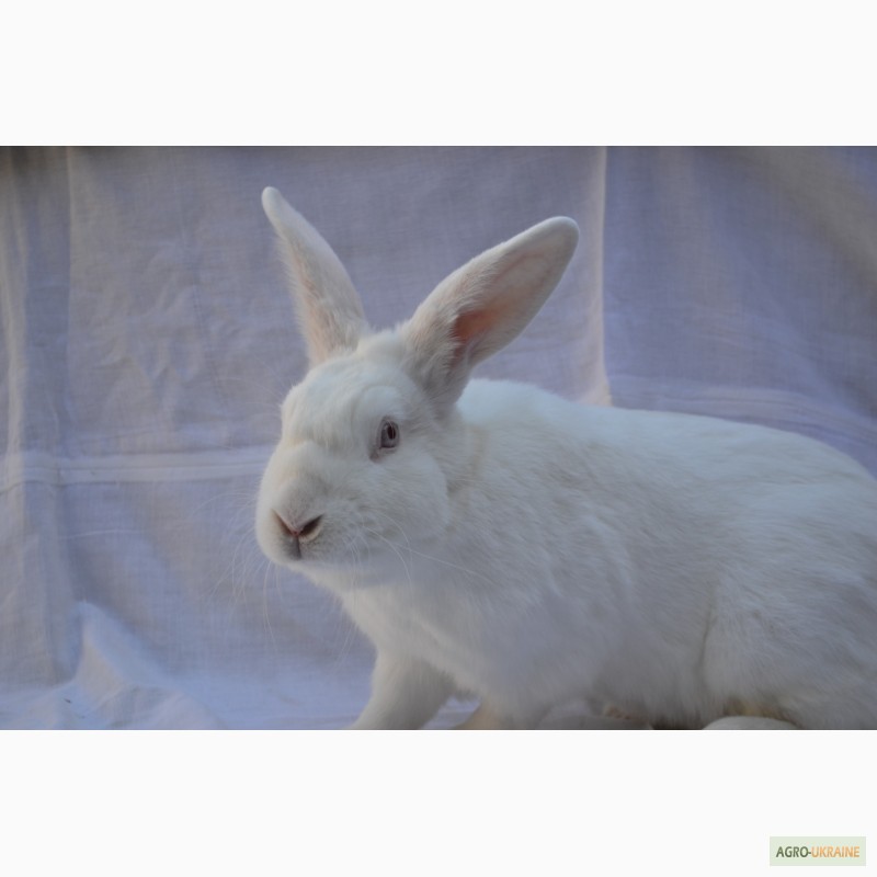 Фото 2. Кролик Термонський білий (Кролик Термонский белый)