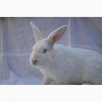 Кролик Термонський білий (Кролик Термонский белый)