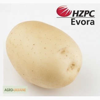 Семена картофеля Евора